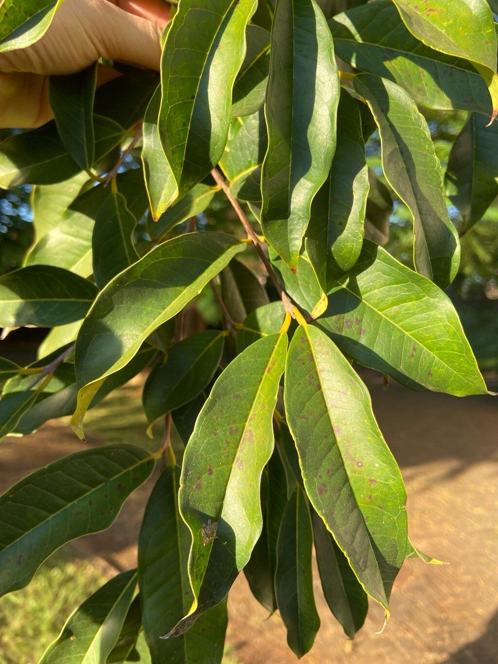 Eugenia malacantha — houseplant care guide