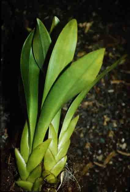 Eria aeridostachya — related species from the same genus