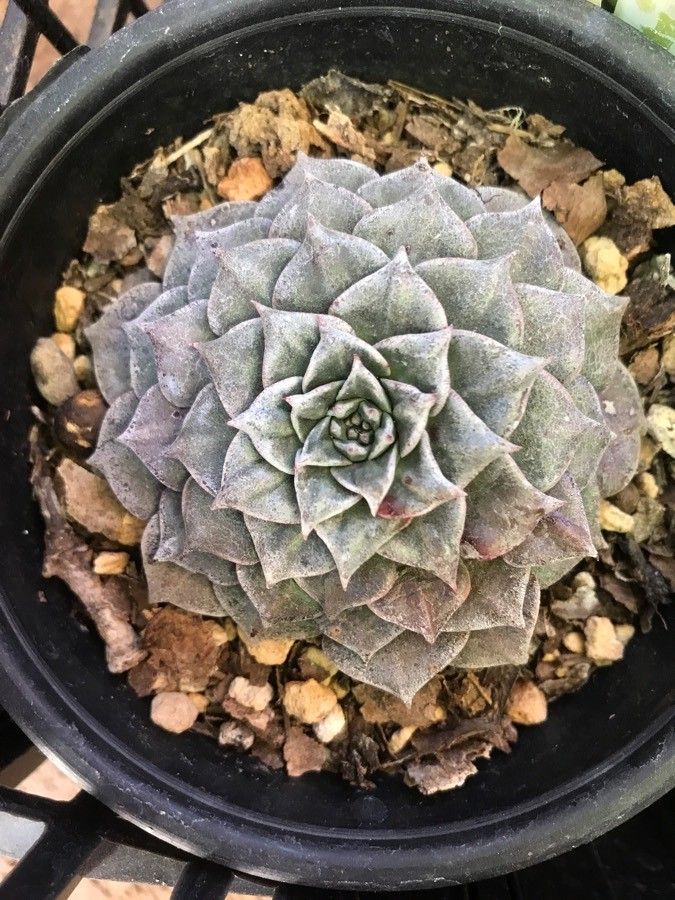 Tacitus bellus — search result for 'Graptopetalum'