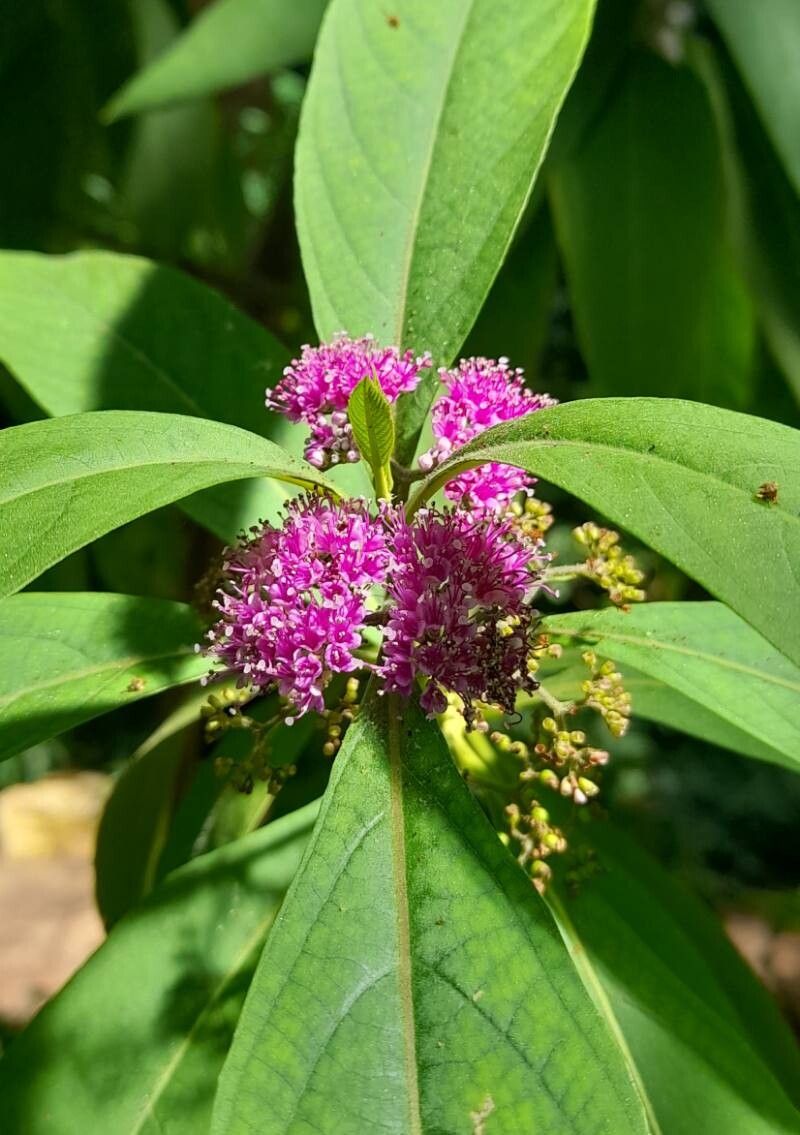 Callicarpa dolichophylla flower