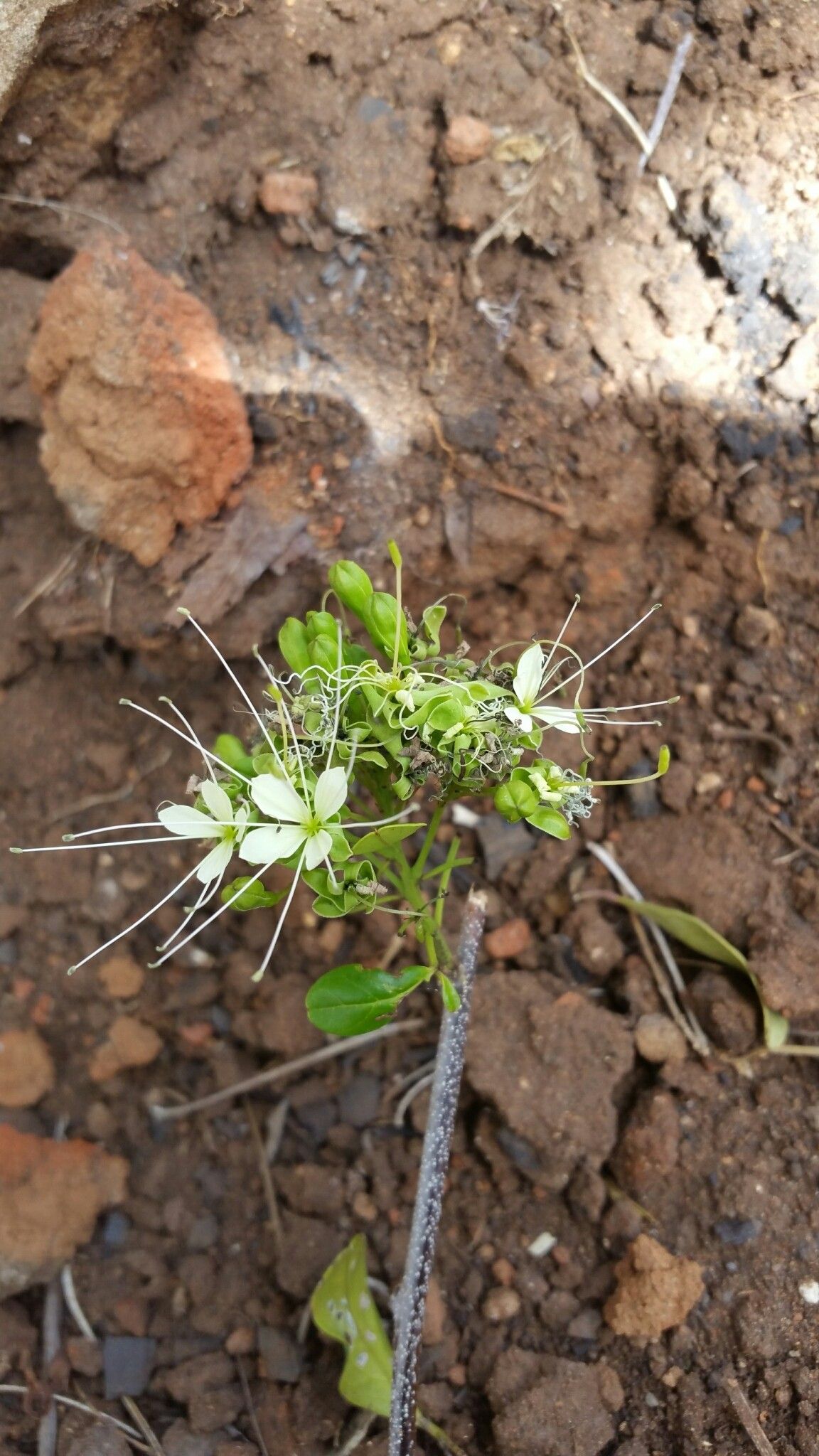 Crateva greveana — related species from the same genus