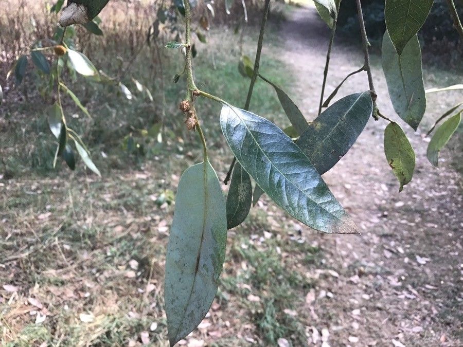 Quercus chrysolepis — houseplant care guide