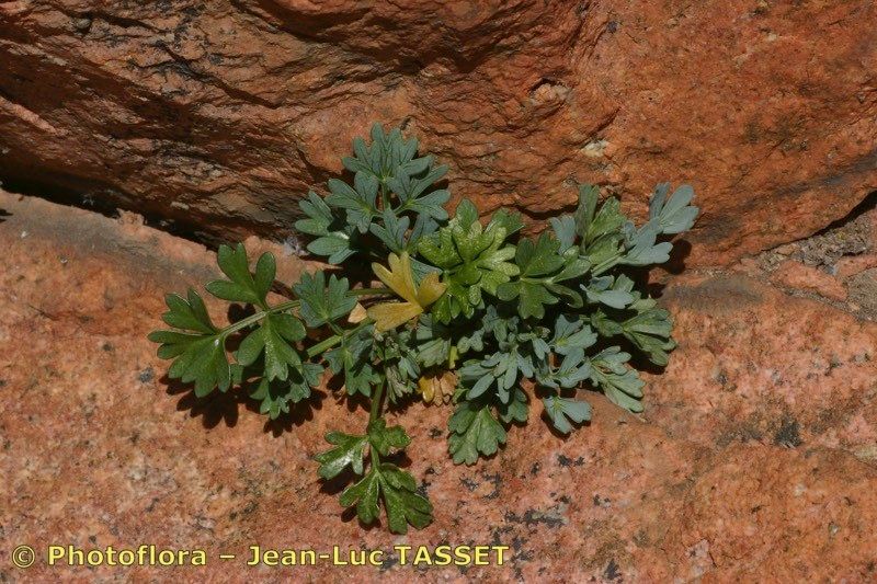 Seseli praecox habit