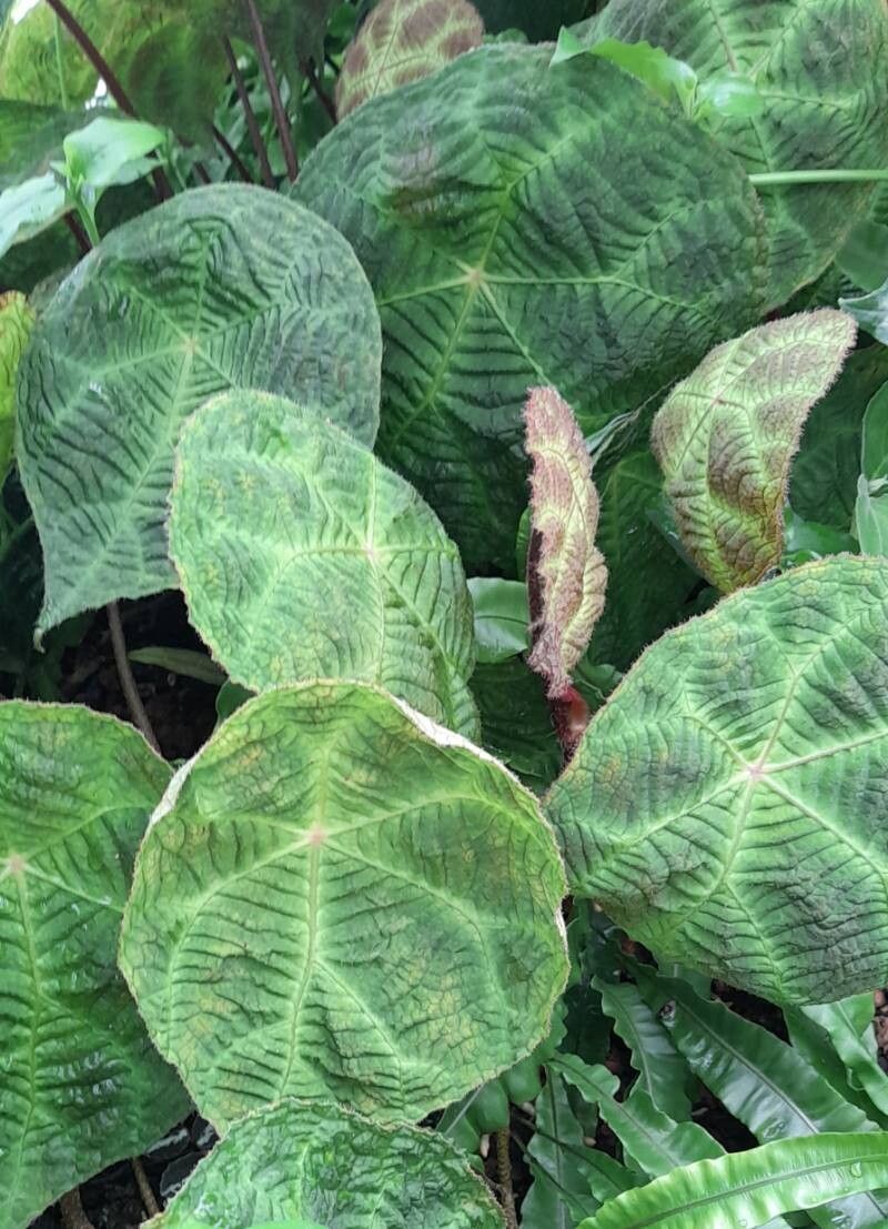 Begonia umbraculifolia habit