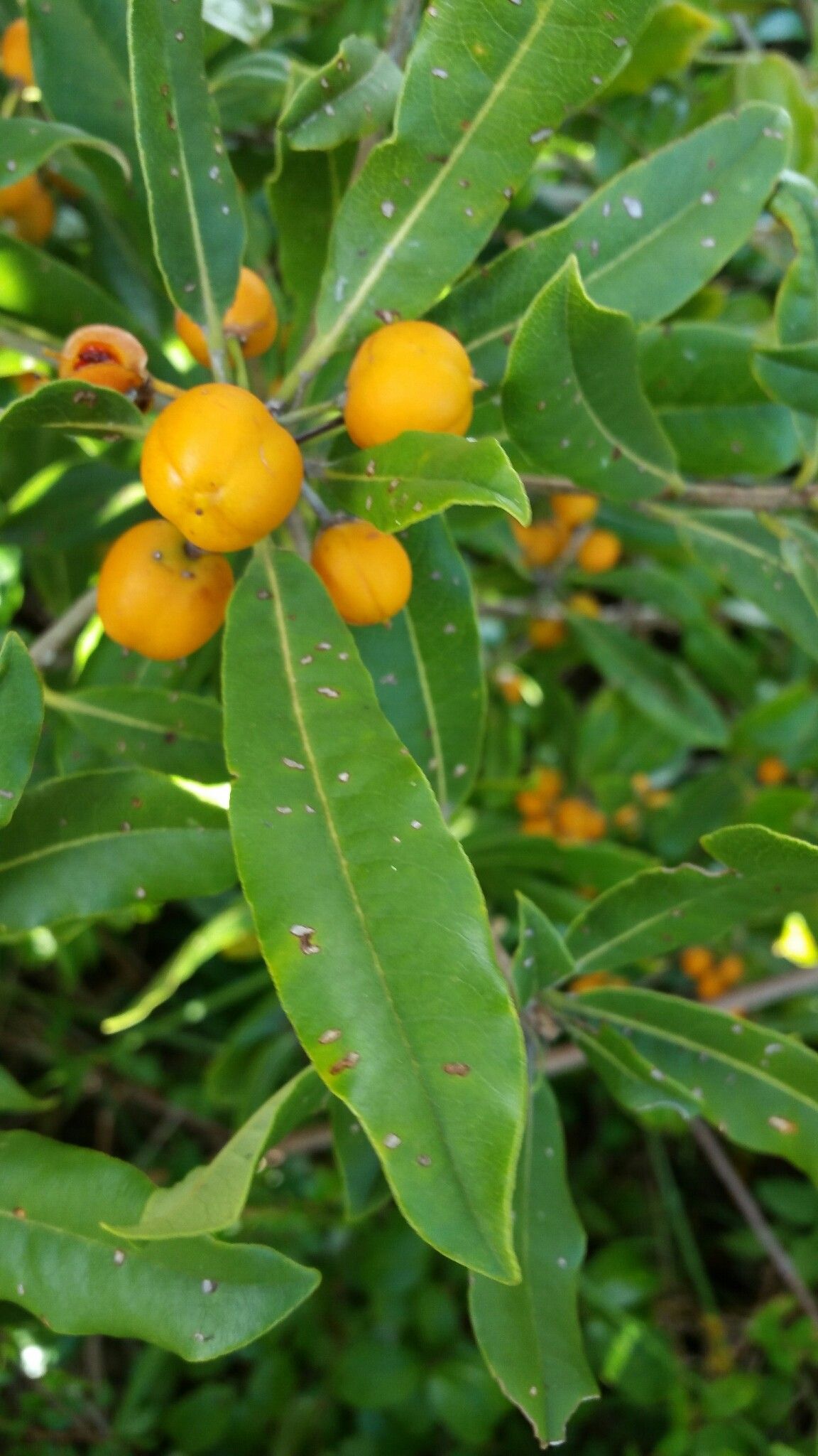 Pittosporum pachyphyllum fruit