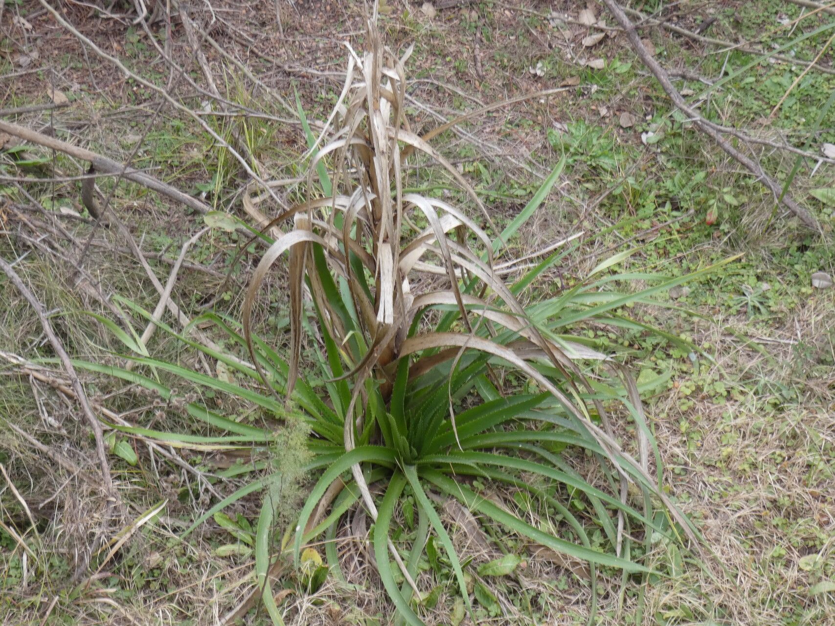 Eryngium horridum fruit