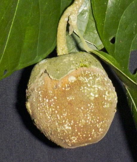 Quararibea ochrocalyx fruit