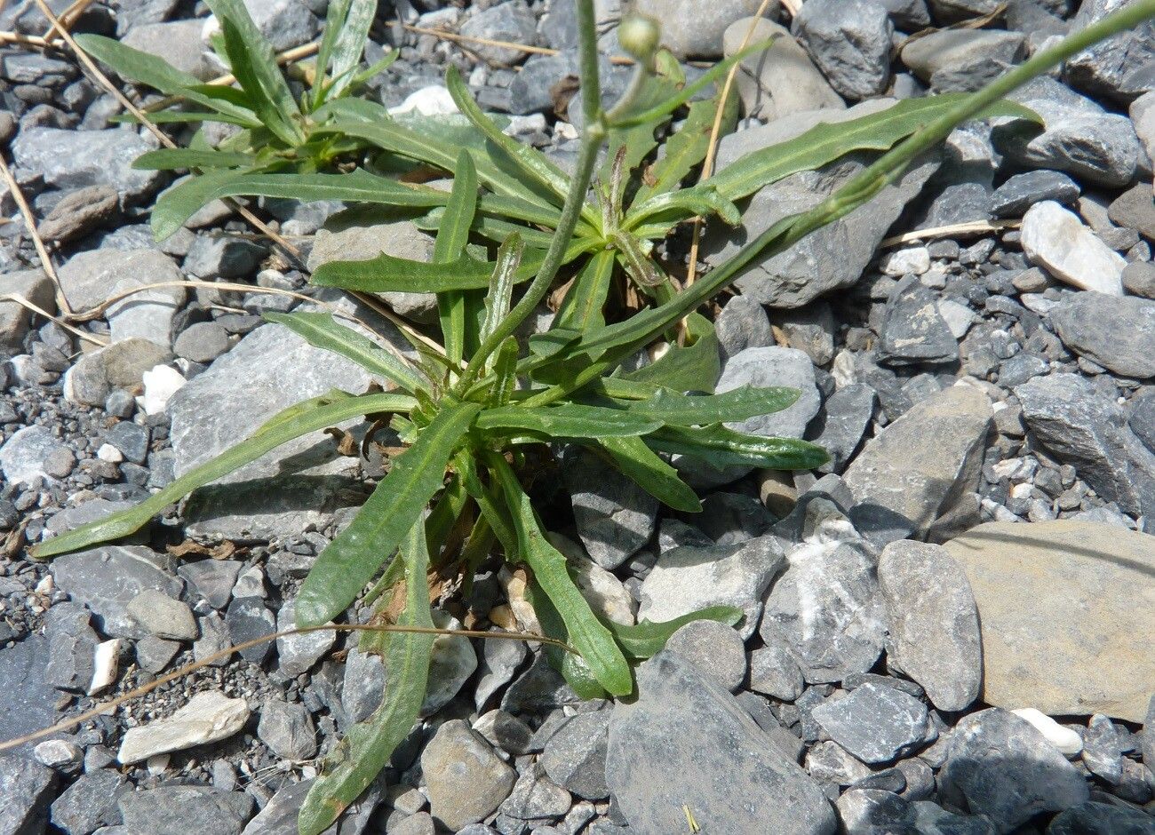 Tolpis staticifolia — houseplant care guide