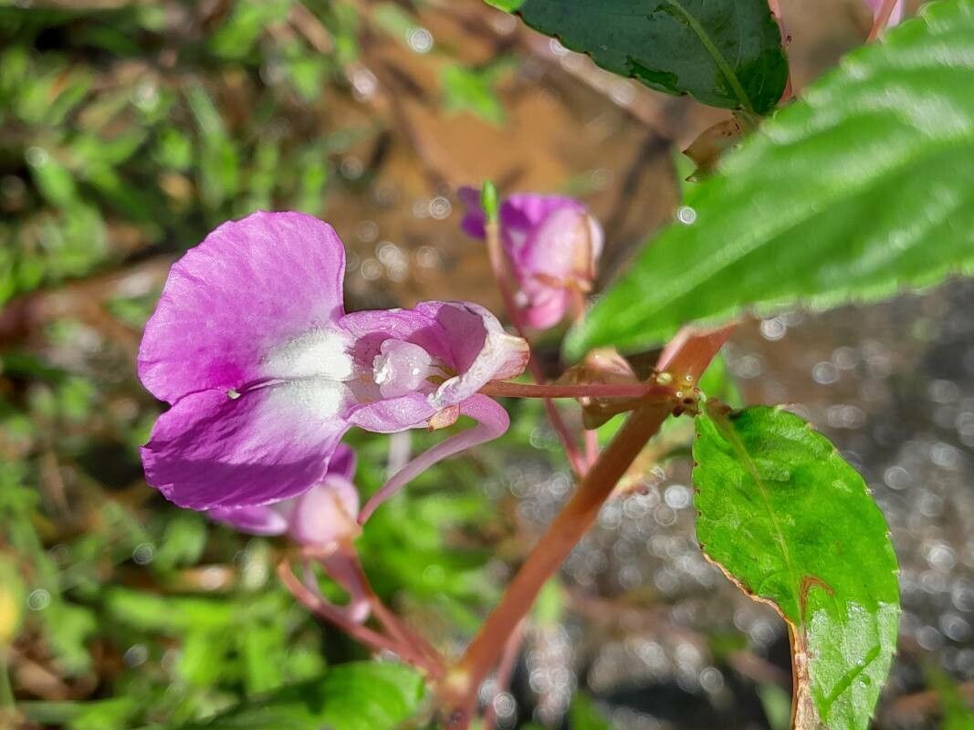 Impatiens baronii flower