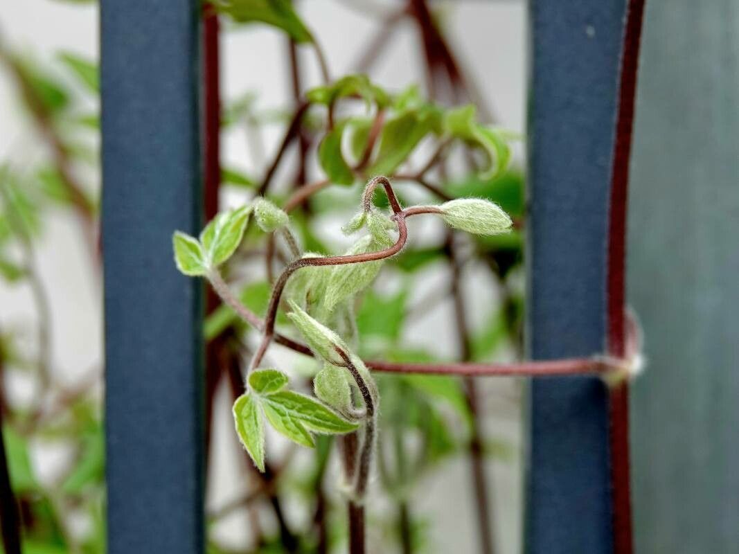 Brickellia coulteri — related species from the same genus