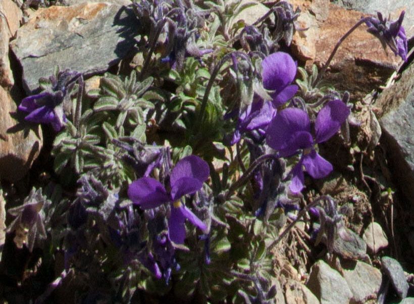 Viola diversifolia flower