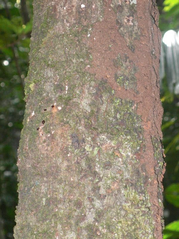 Clusia platystigma bark