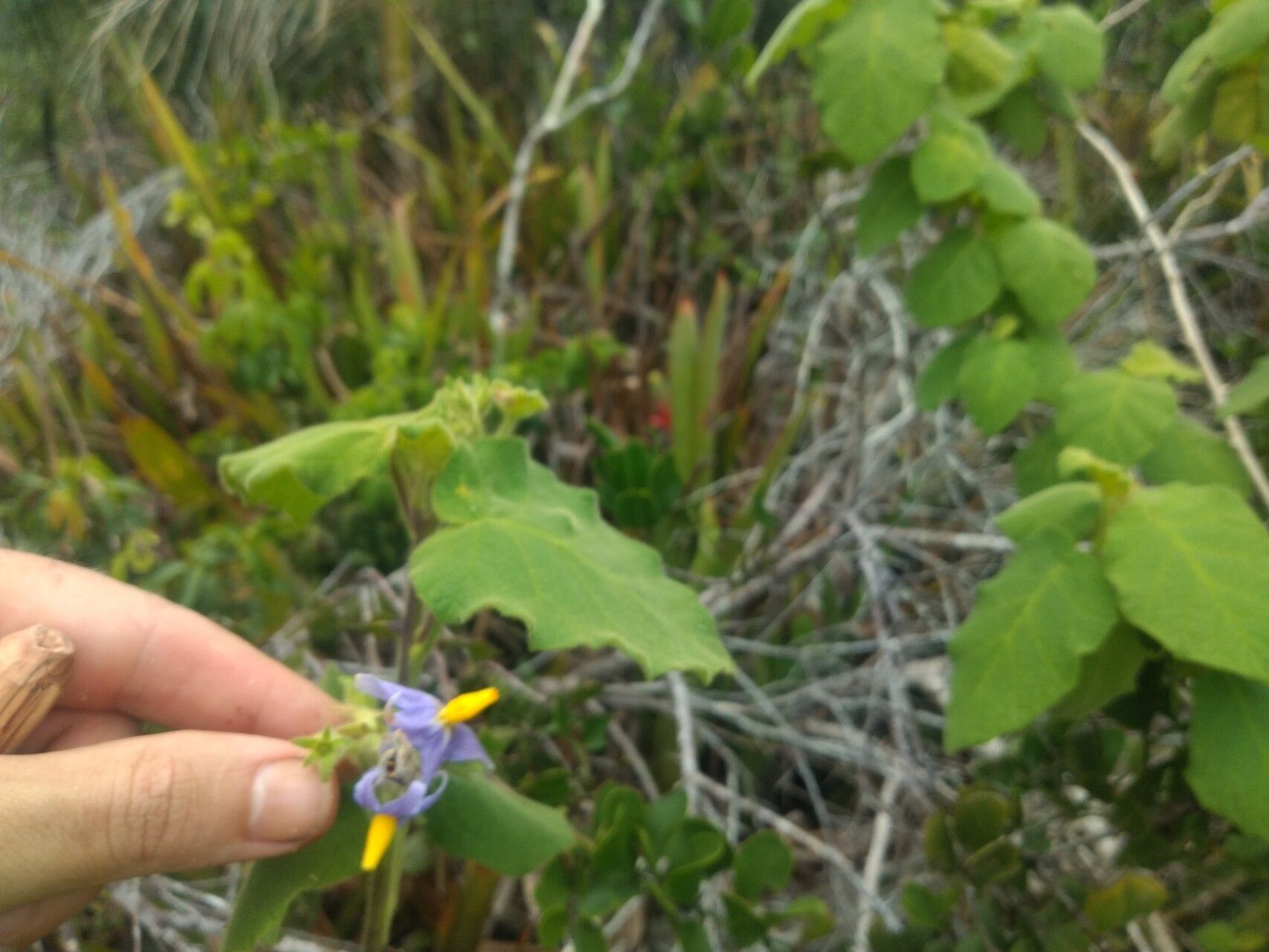 Solanum cordifolium flower