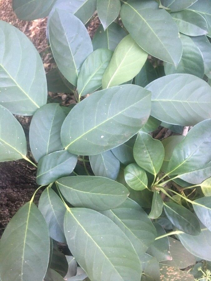 Dendropanax cuneatus leaf