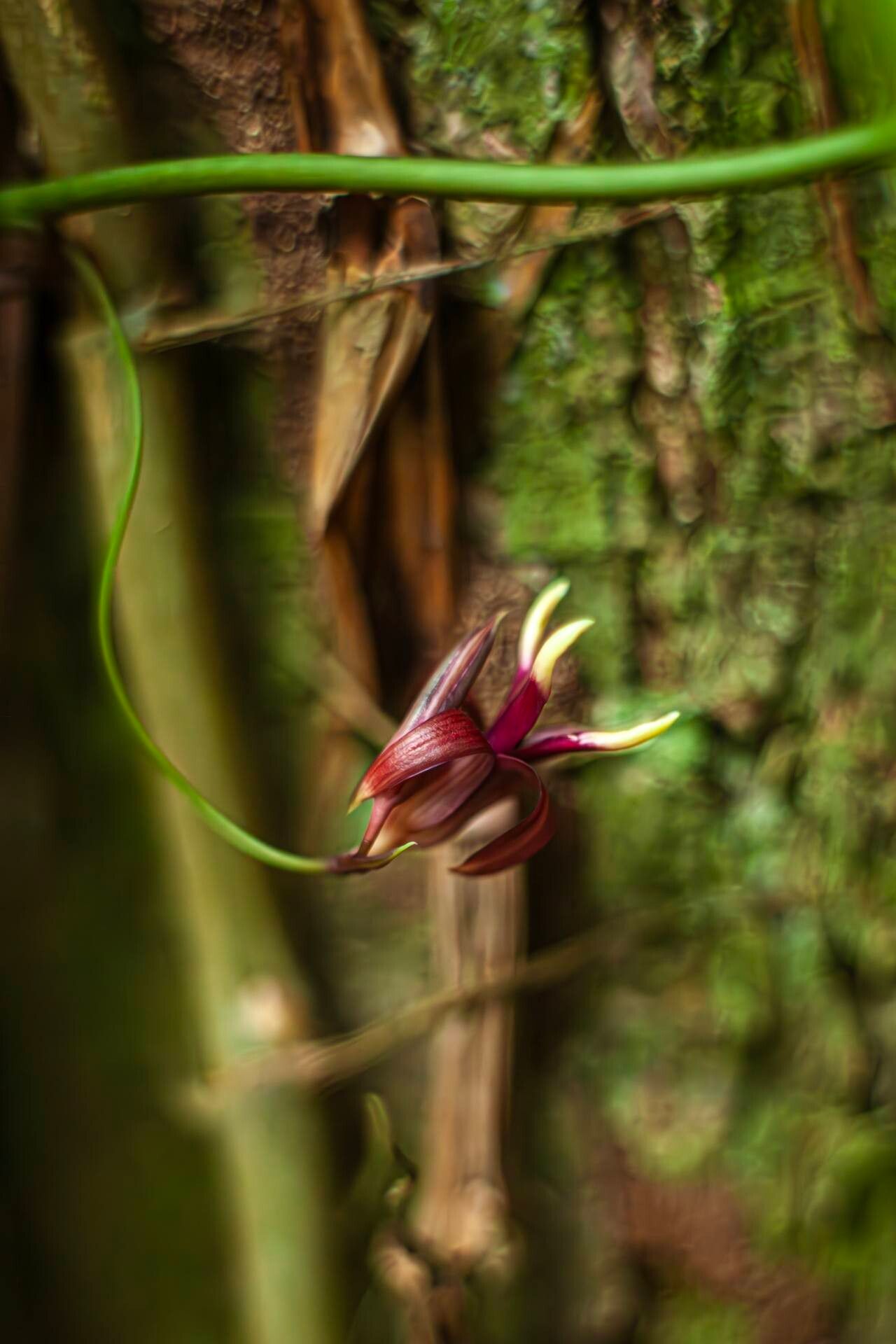 Stemona tuberosa flower