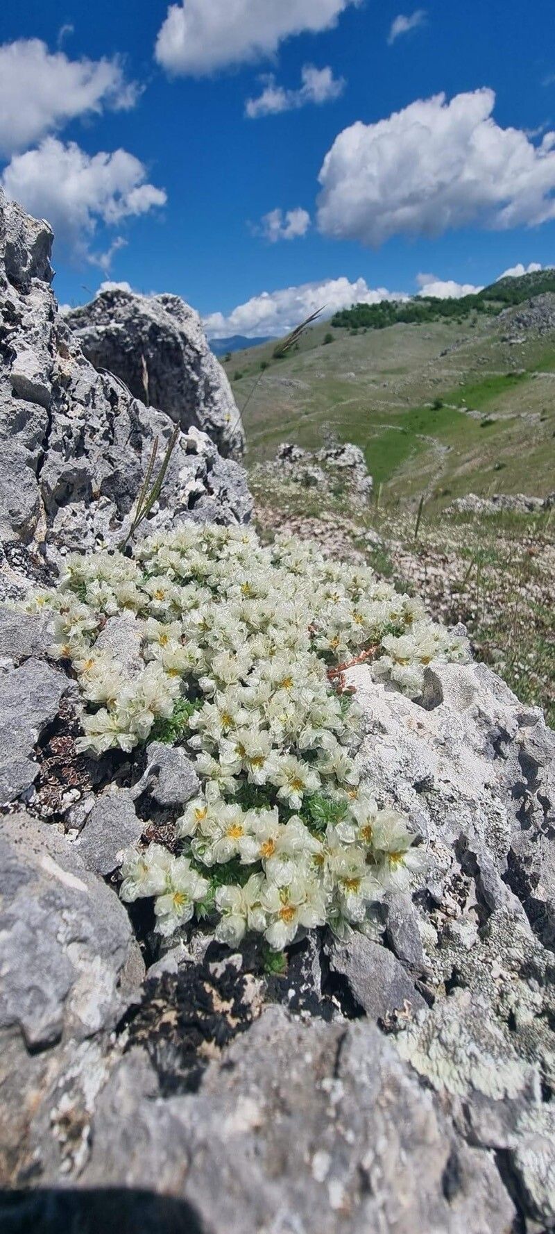 Paronychia albanica — related species from the same genus
