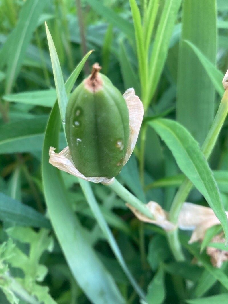 Tulipa agenensis fruit