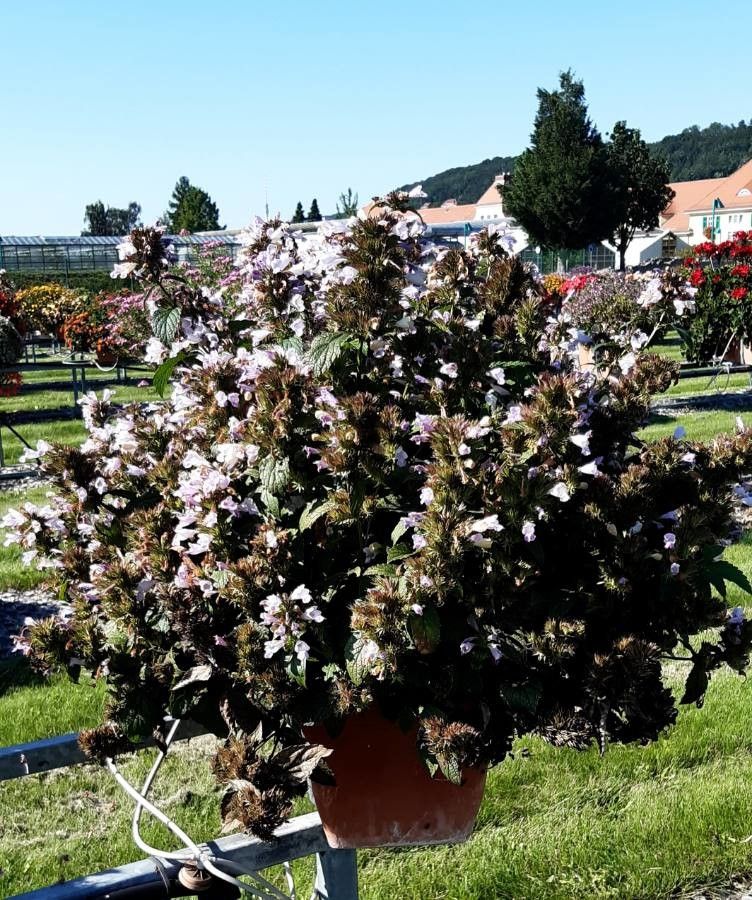 Nepeta subsessilis habit