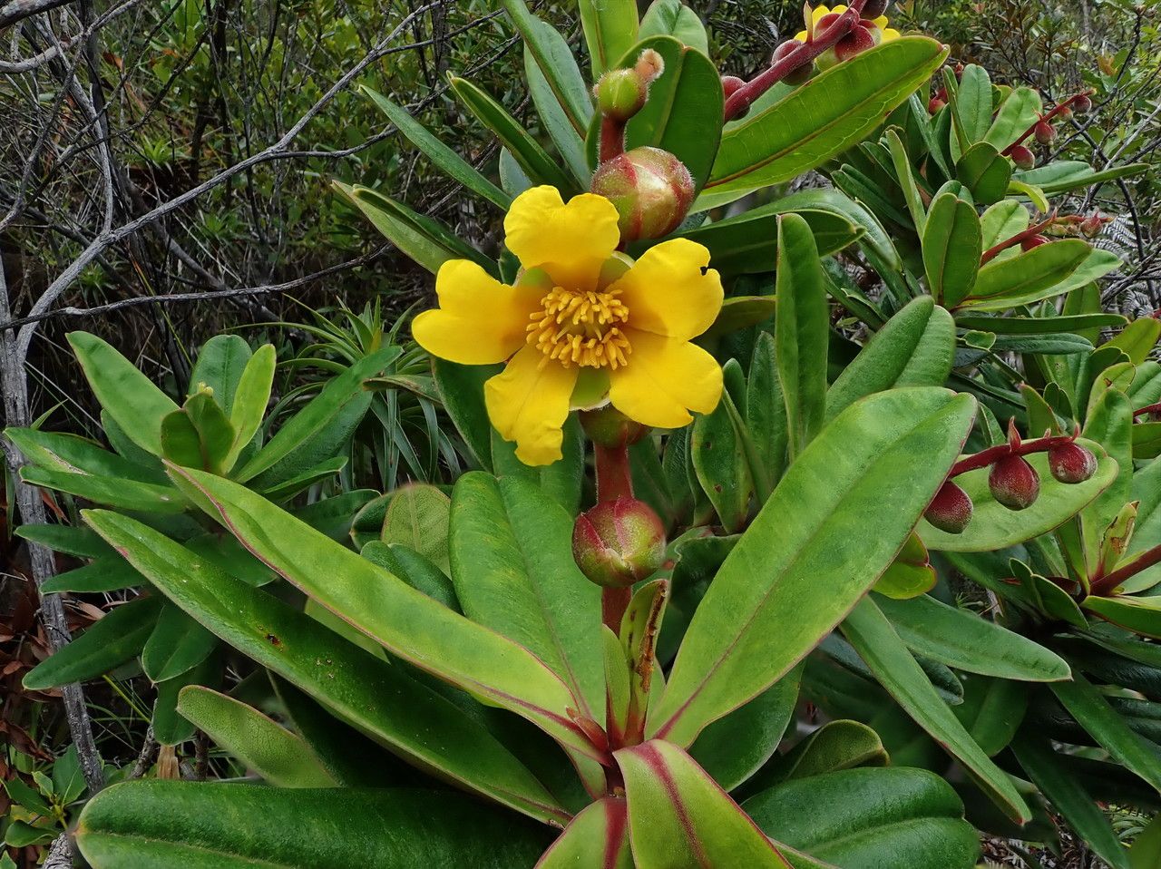 Hibbertia trachyphylla flower