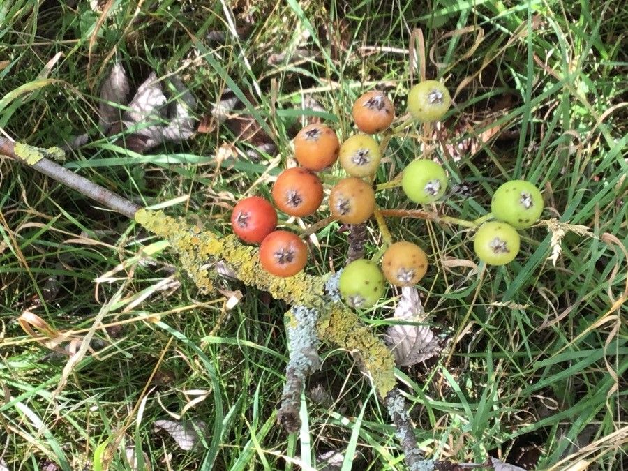 Sorbus wilmottiana fruit