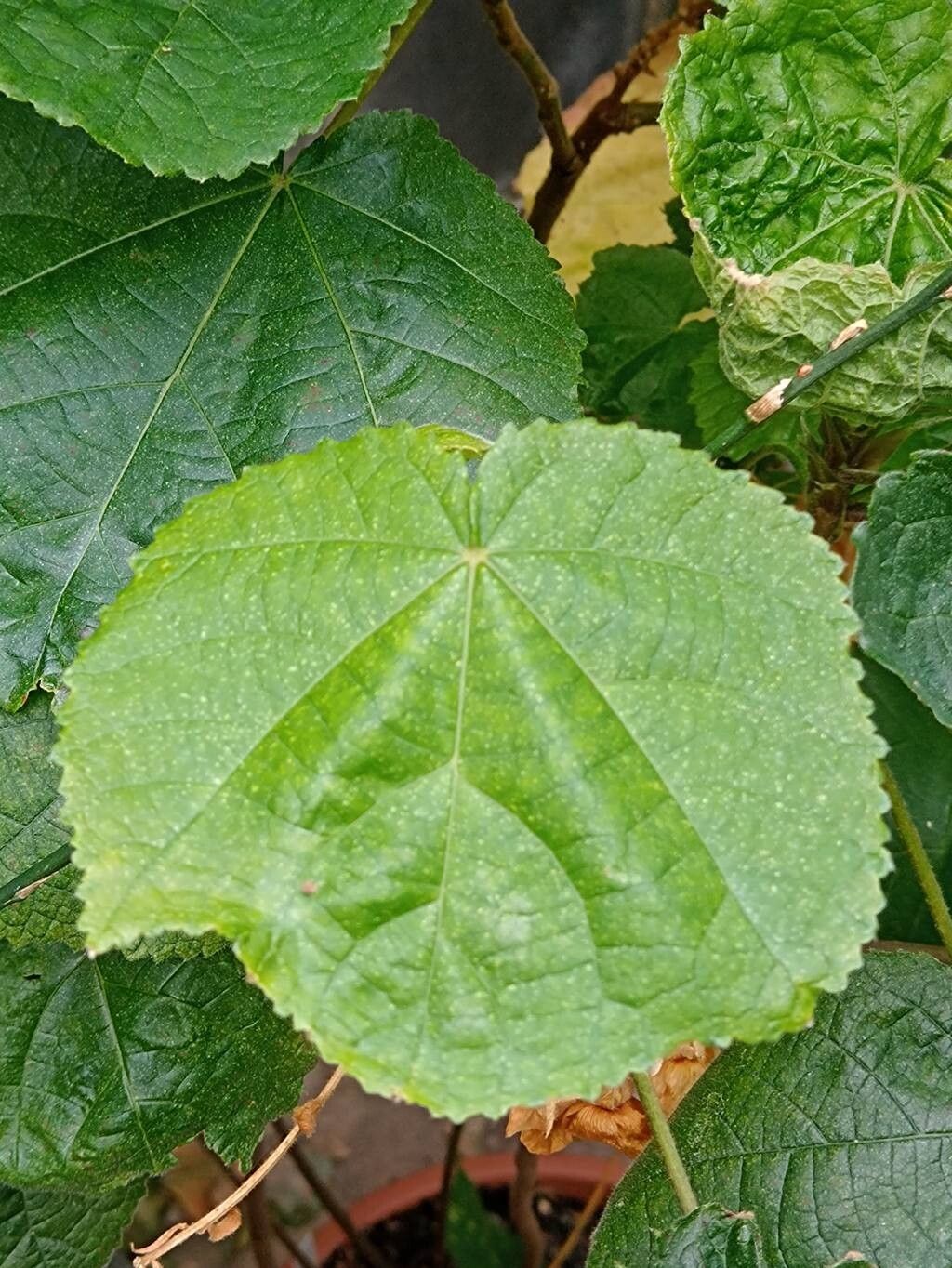 Dombeya pulchra — search result for 'Dombeya'