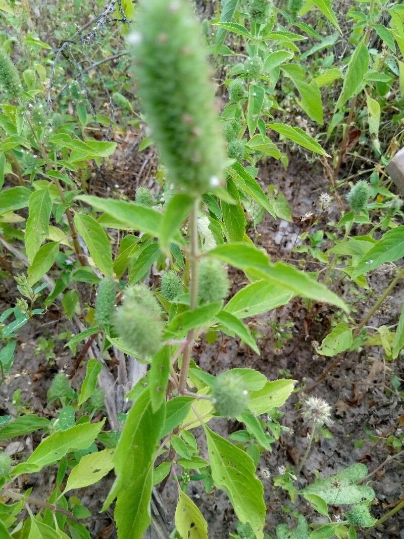 Hyptis spicigera — houseplant care guide