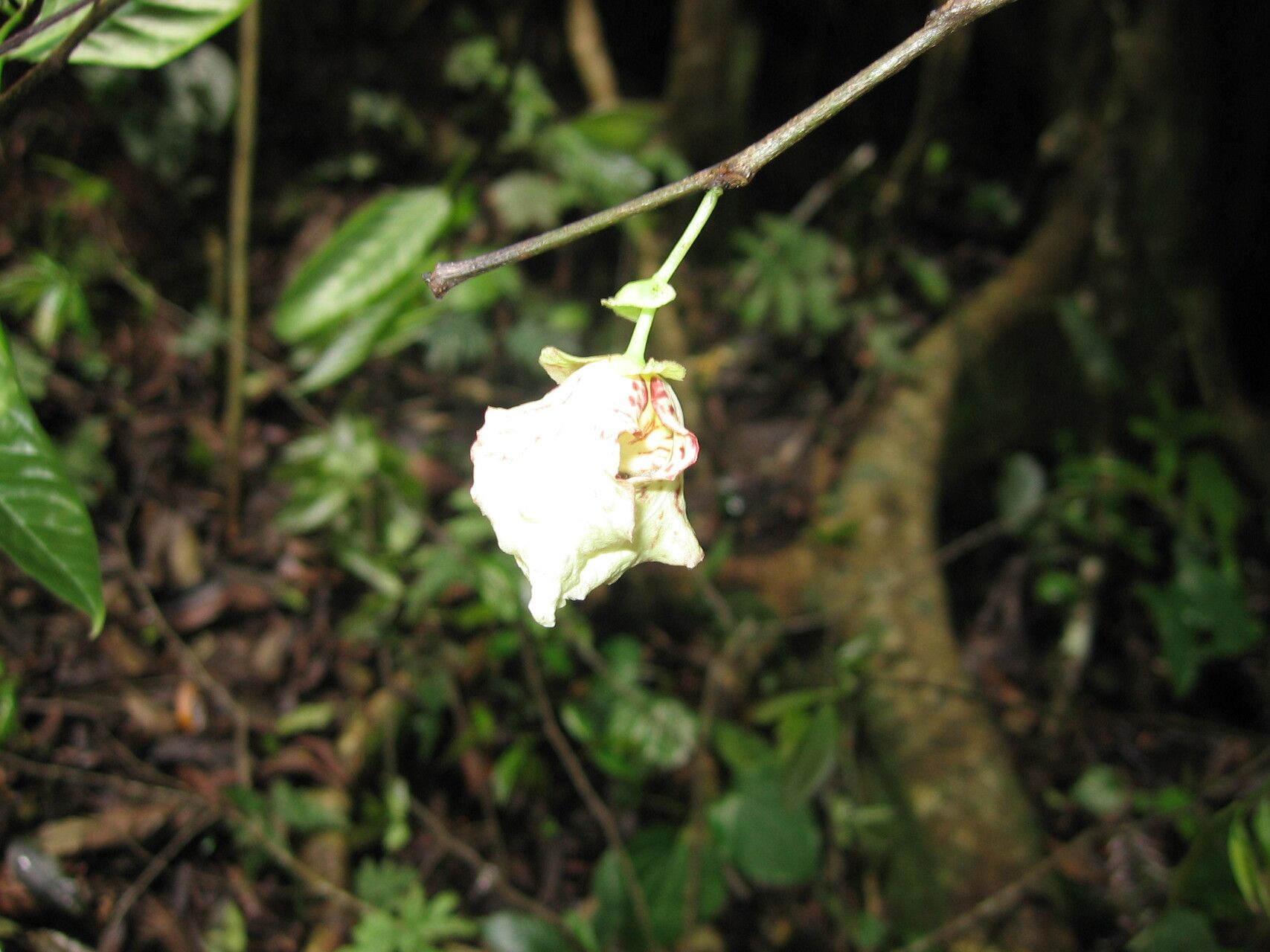 Monodora globiflora flower