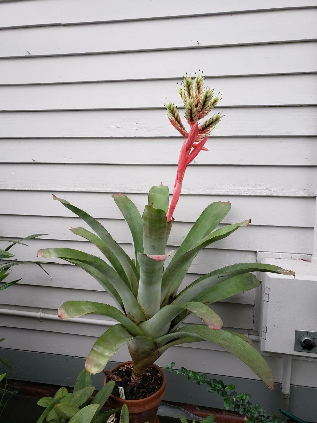 Aechmea rubens habit