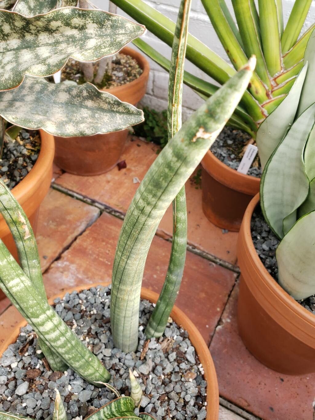 Dracaena singularis — search result for 'Dracaena'