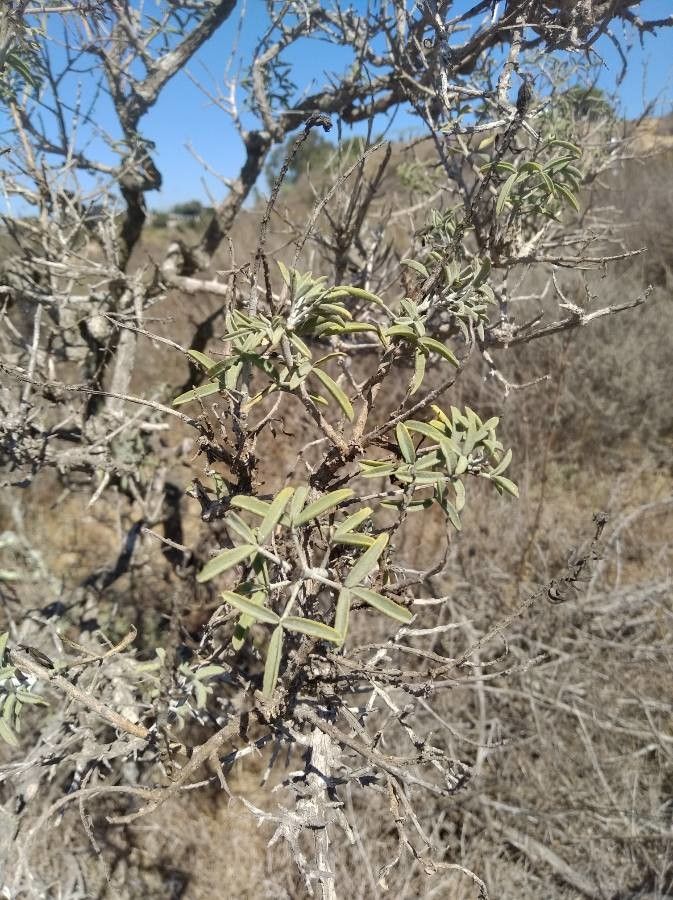 Peritoma arborea leaf