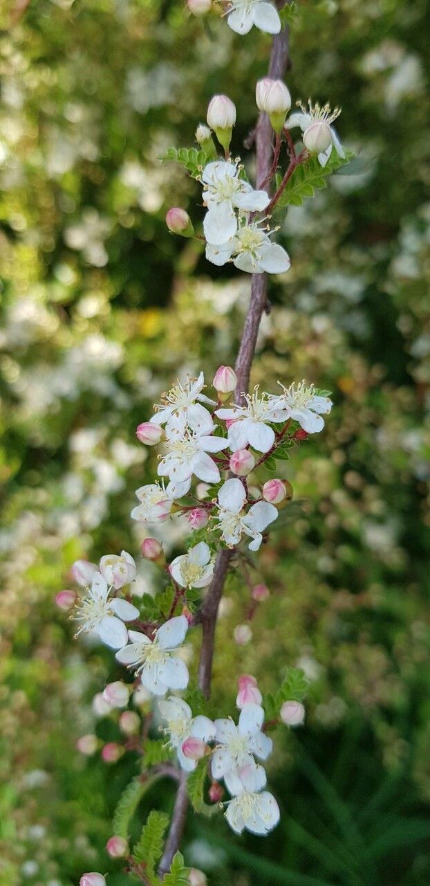 Osteomeles schweriniae flower
