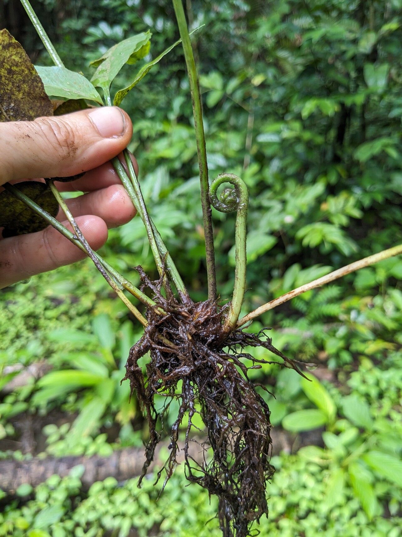 Asplenium emarginatum other
