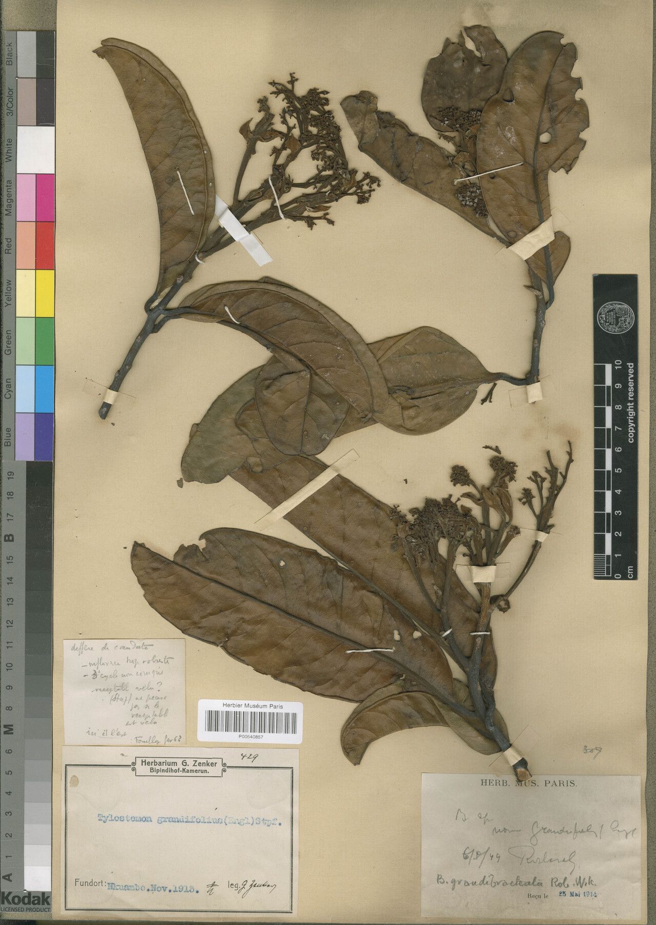 Beilschmiedia grandibracteata — houseplant care guide