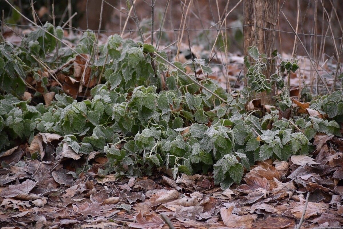 Urtica morifolia habit