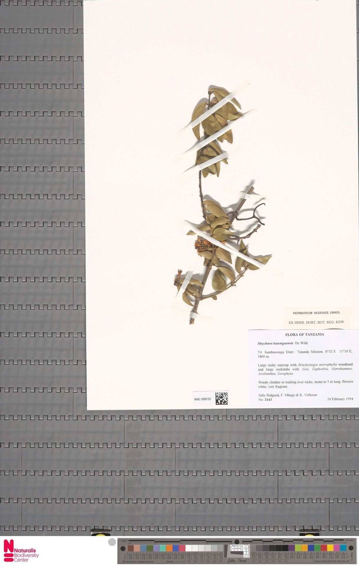 Strychnos kasengaensis — houseplant care guide