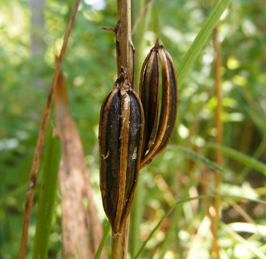 Cephalanthera longifolia fruit