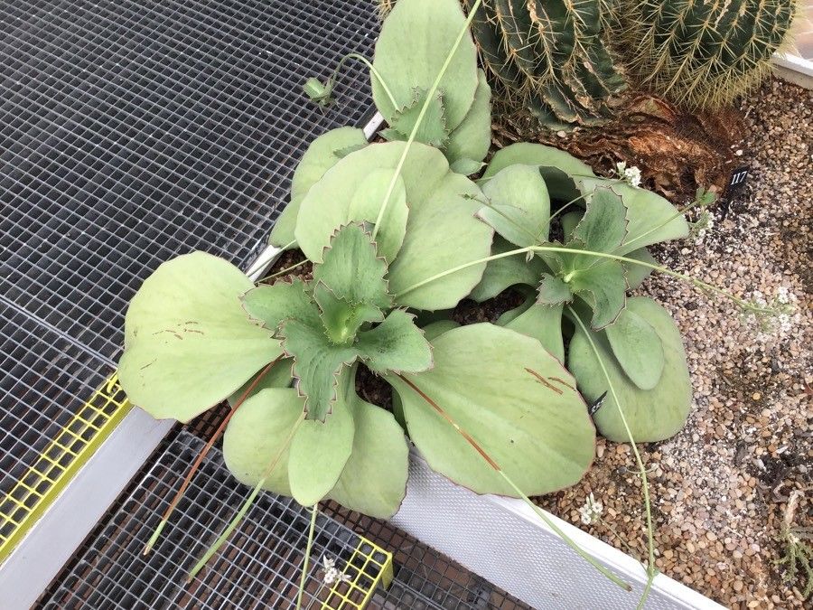 Kalanchoe synsepala habit