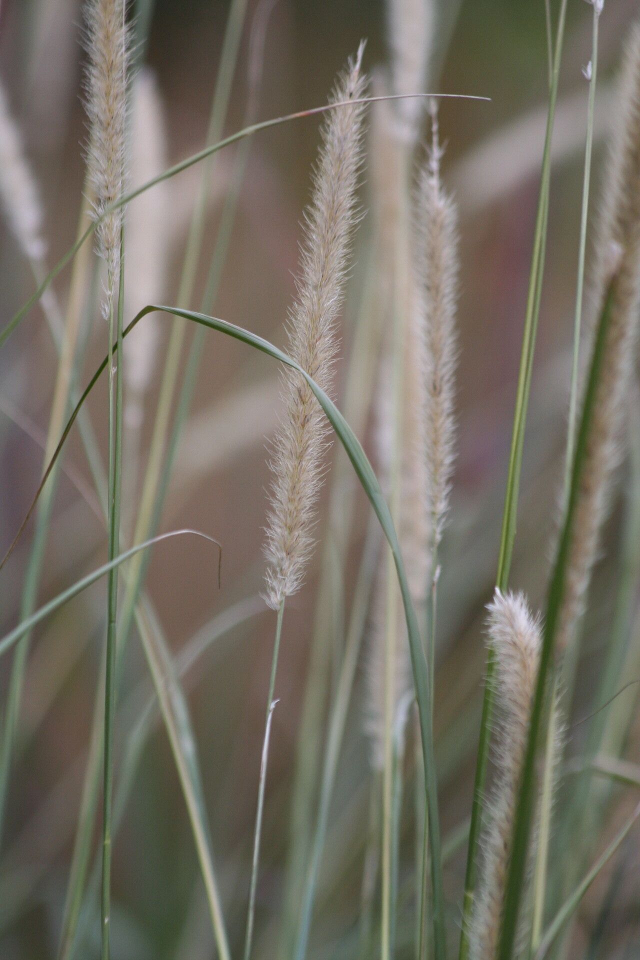 Pennisetum macrourum fruit
