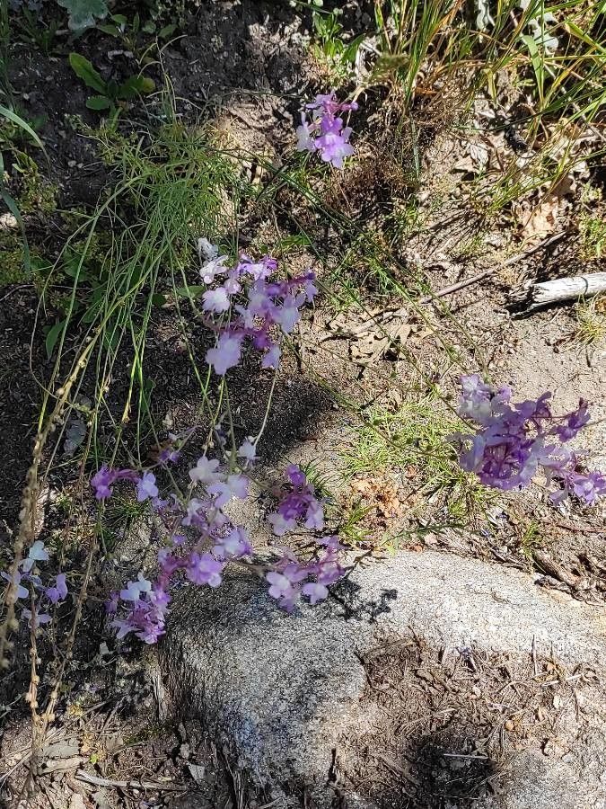 Linaria elegans habit