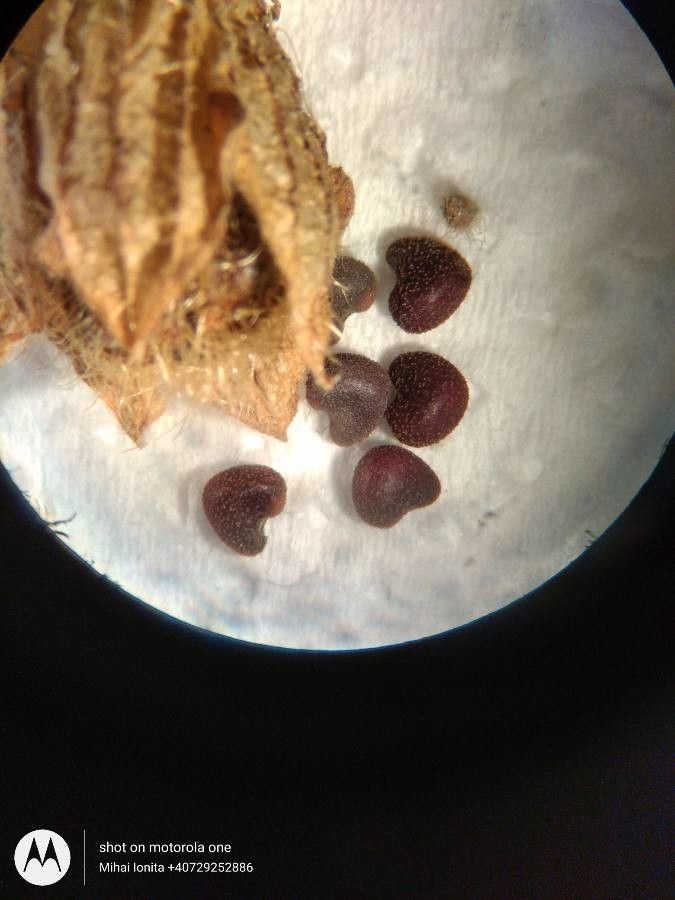 Lavatera thuringiaca fruit