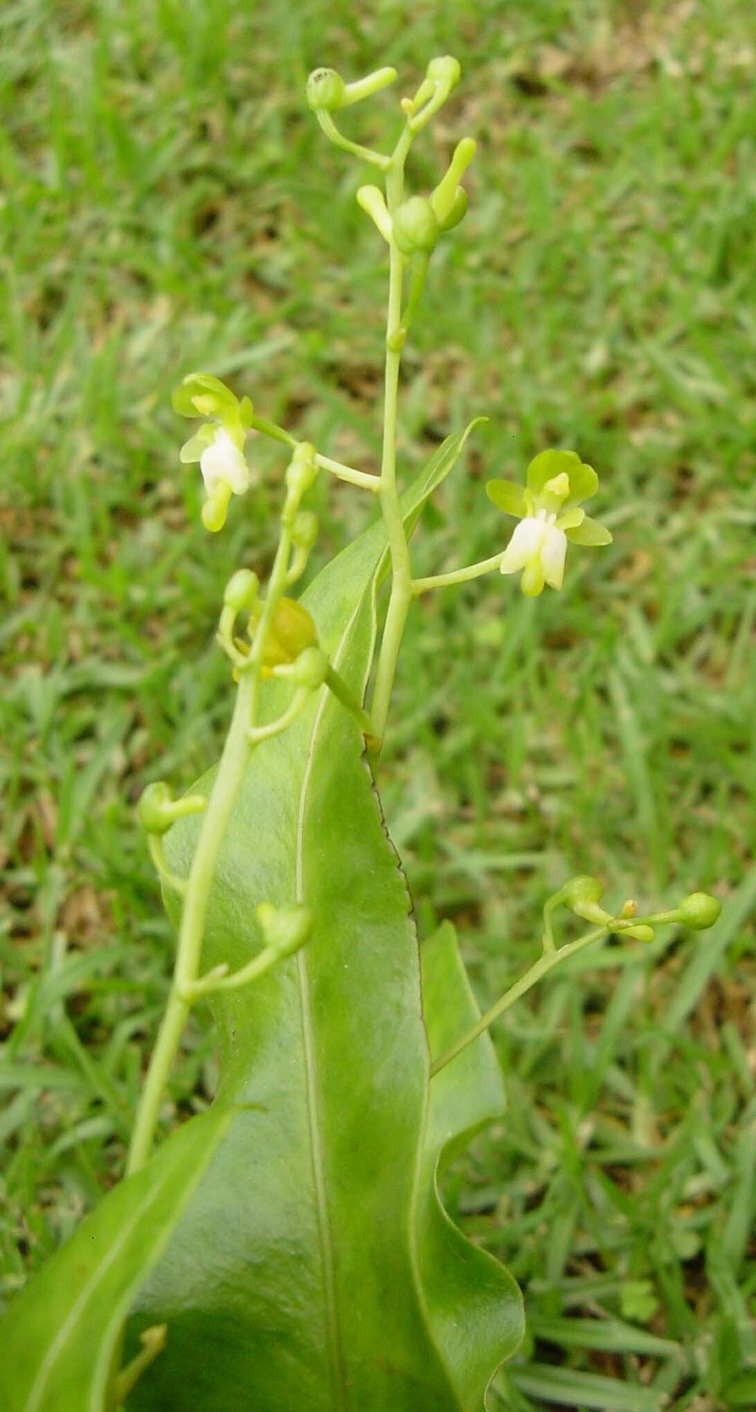 Eulophia quadriloba — houseplant care guide