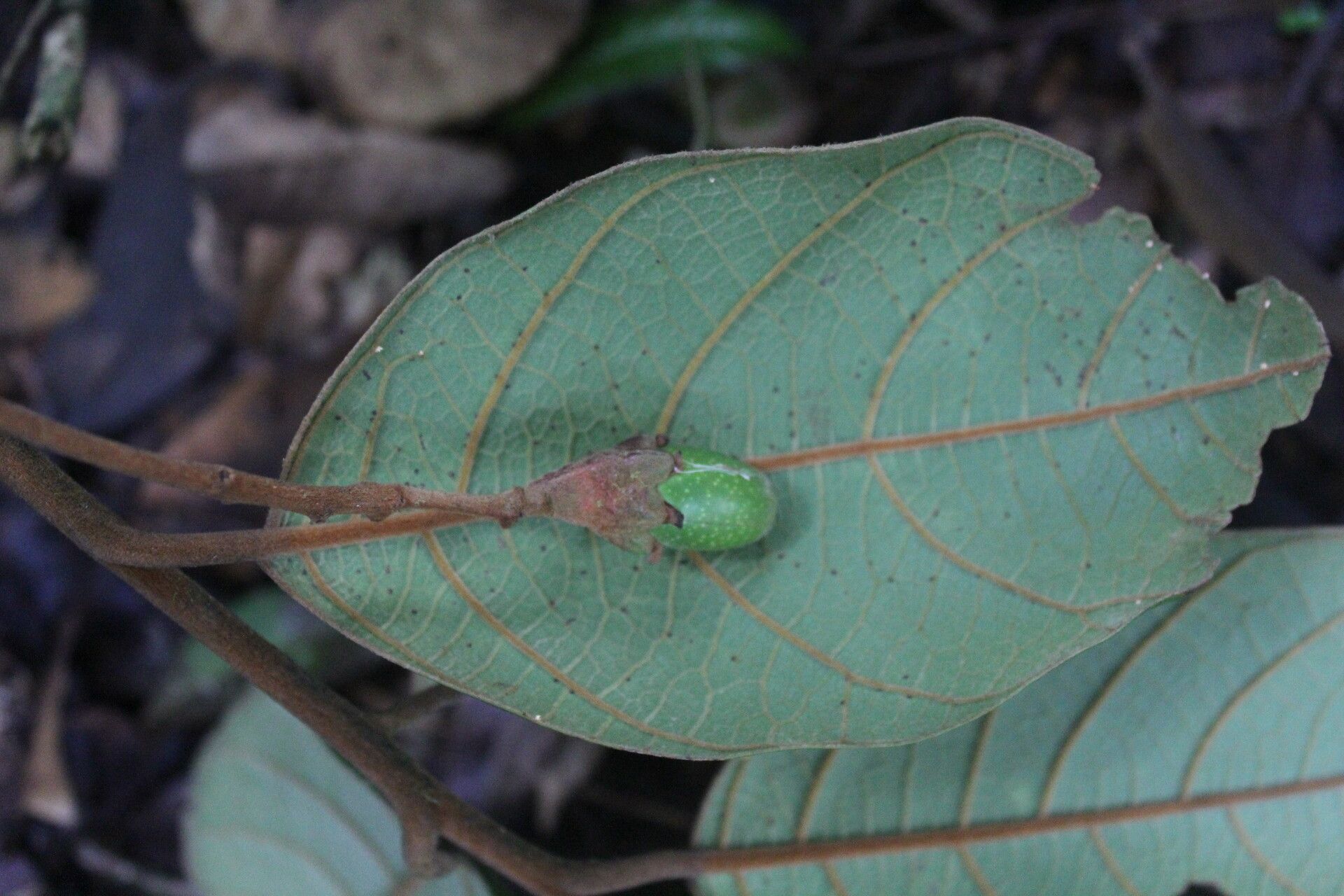 Ocotea gomezii — search result for 'Ocotea'