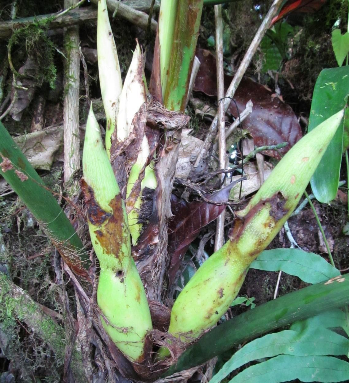 Philodendron thalassicum bark