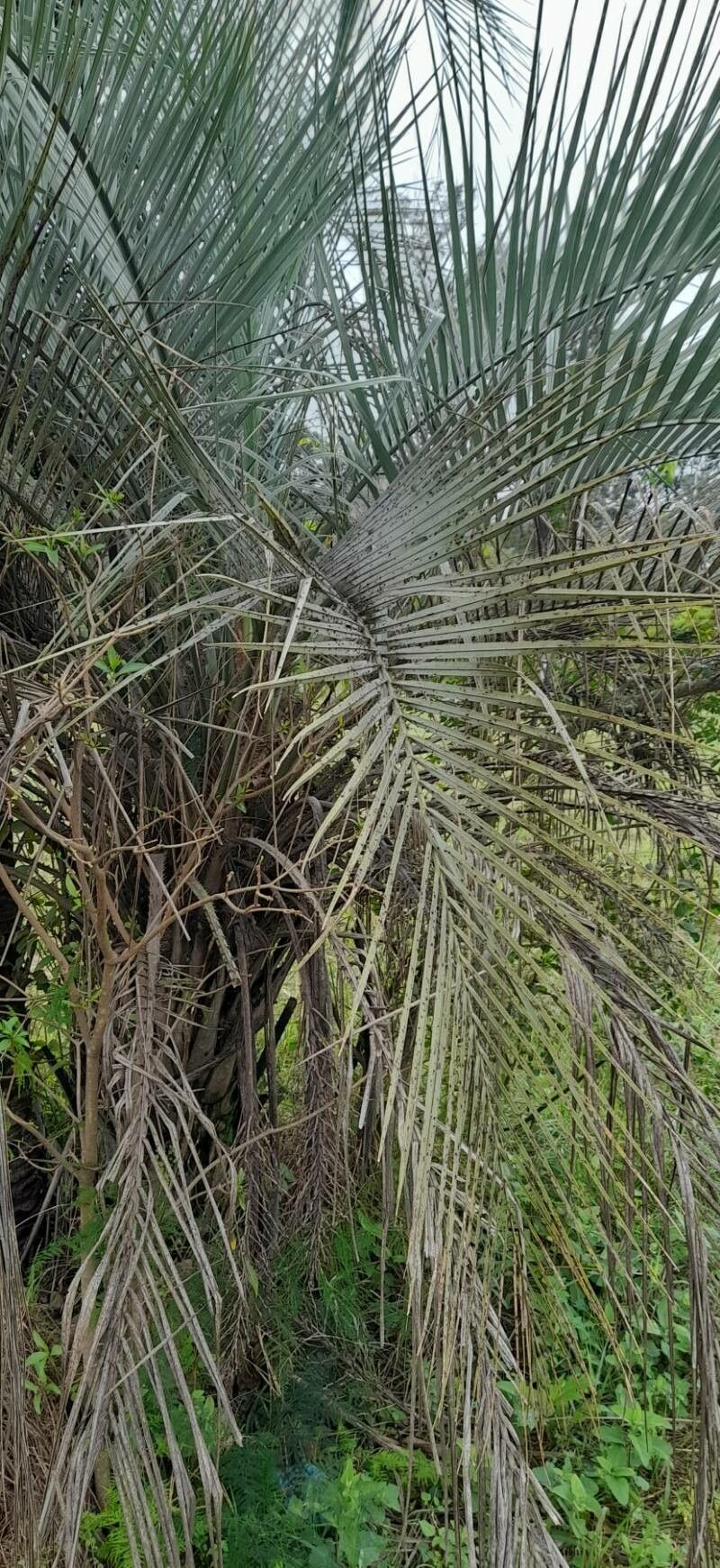 Butia noblickii habit