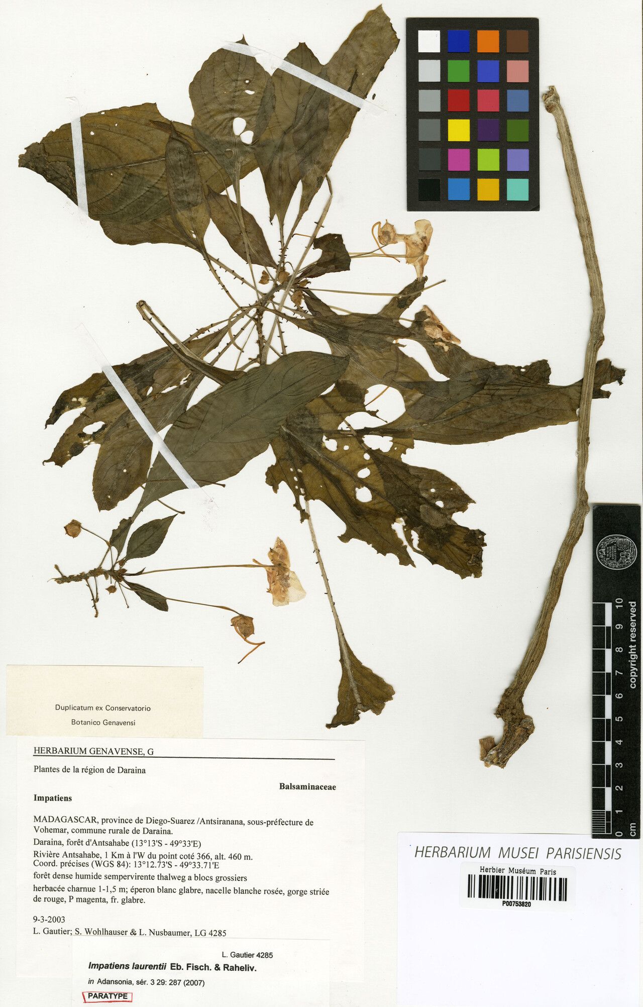 Impatiens laurentii — houseplant care guide