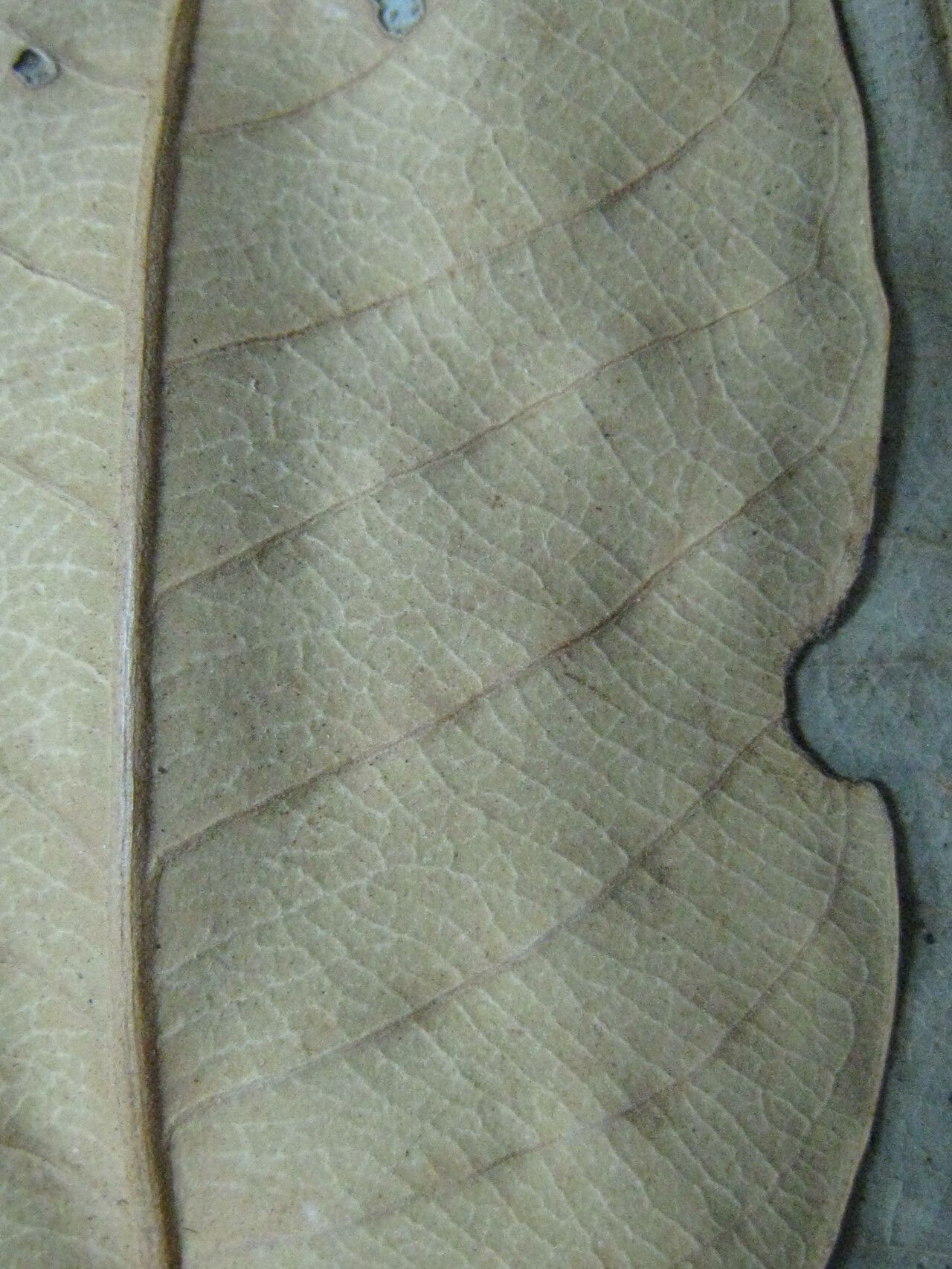 Caraipa parvifolia — houseplant care guide