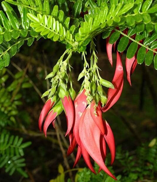 Clianthus magnificus flower