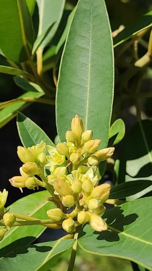 Persea indica flower