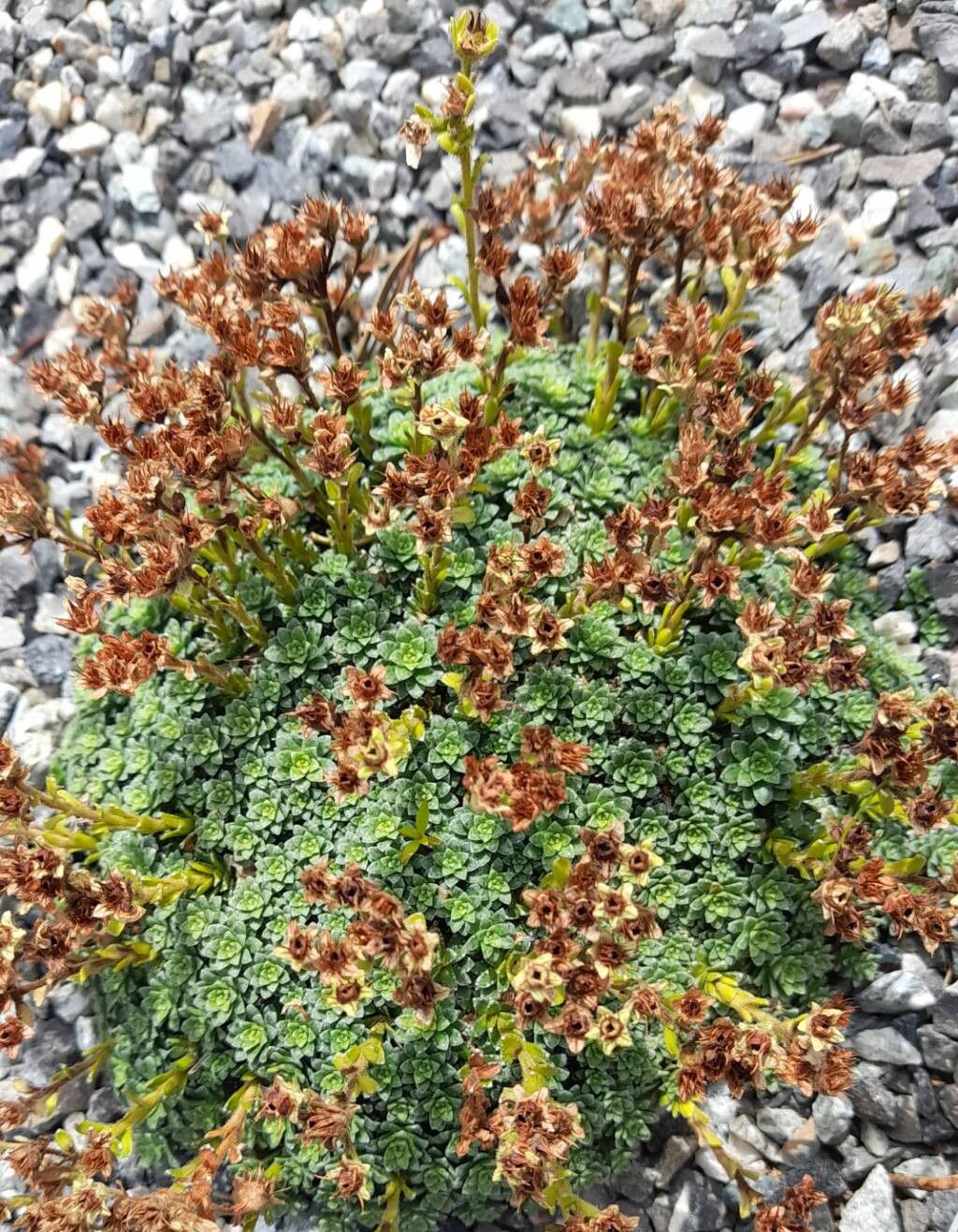 Saxifraga marginata habit