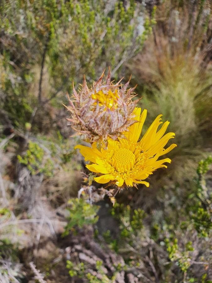 Berkheya spekeana flower